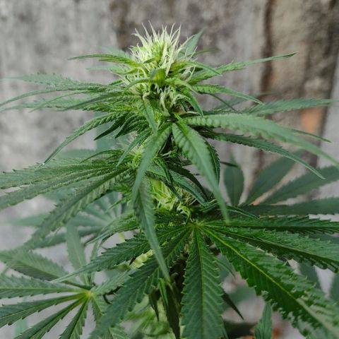 Lilly OG growlog timeline photo