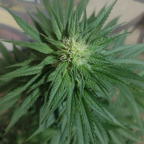 Lilly OG growlog timeline photo