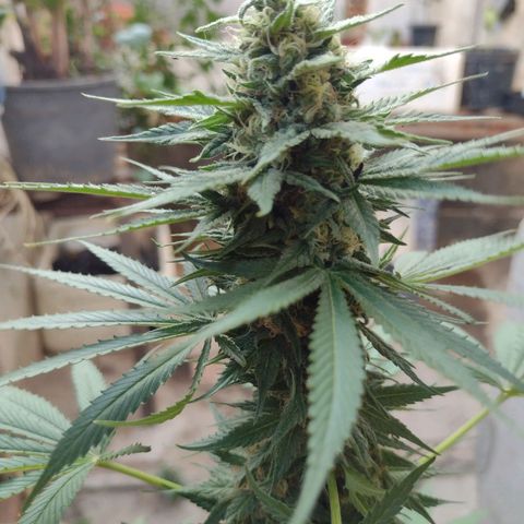 Lilly OG growlog timeline photo
