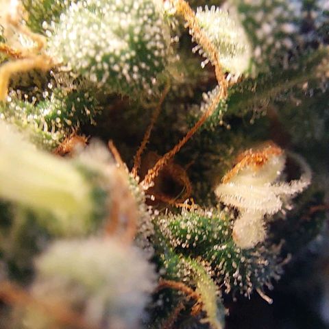 Lilly OG growlog timeline photo