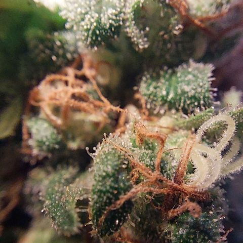 Lilly OG growlog timeline photo