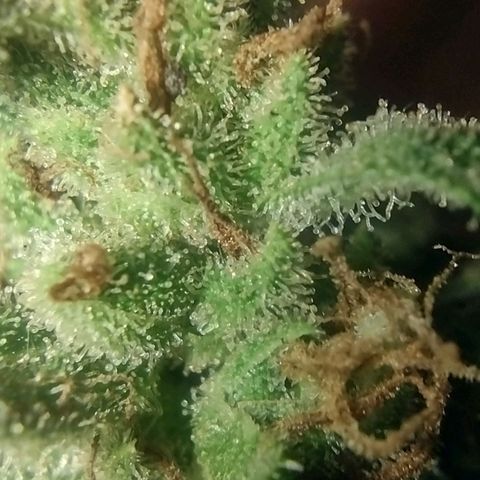 Lilly OG growlog timeline photo