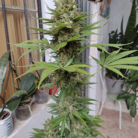 Lilly OG growlog timeline photo