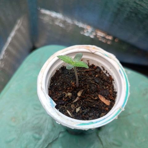 Easy Ryder growlog timeline photo