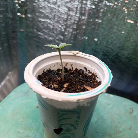 Easy Ryder growlog timeline photo
