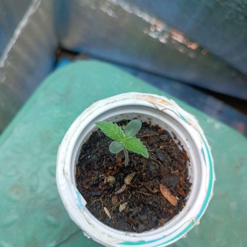 Easy Ryder growlog timeline photo