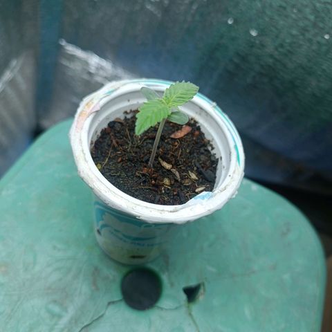 Easy Ryder growlog timeline photo