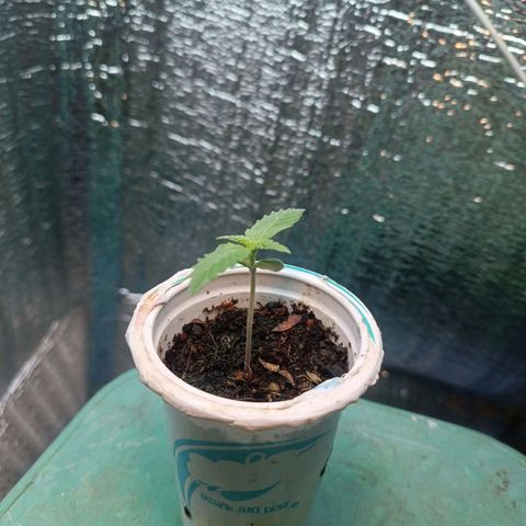 Easy Ryder growlog timeline photo