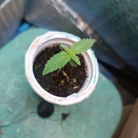 Easy Ryder growlog timeline photo
