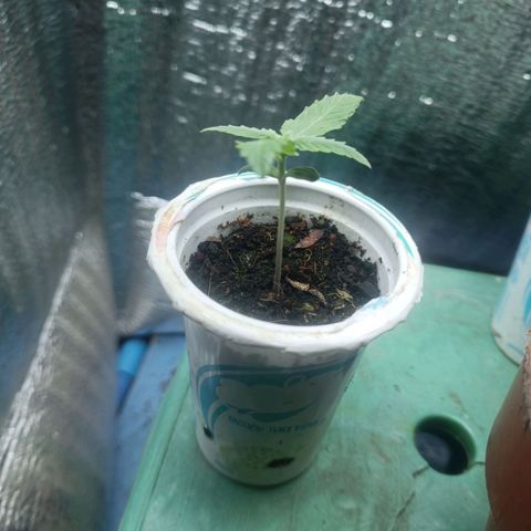 Easy Ryder growlog timeline photo
