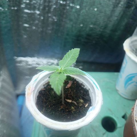 Easy Ryder growlog timeline photo