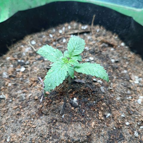 Easy Ryder growlog timeline photo