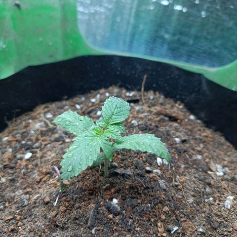 Easy Ryder growlog timeline photo
