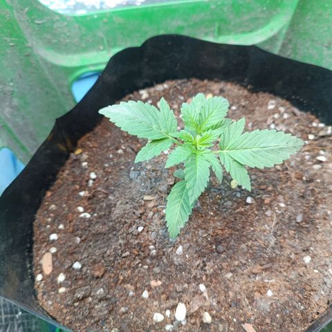 Easy Ryder growlog timeline photo
