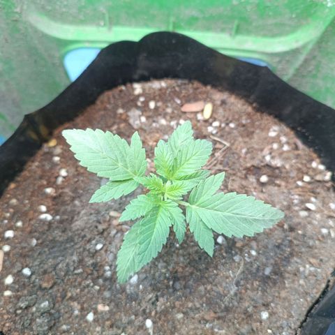 Easy Ryder growlog timeline photo