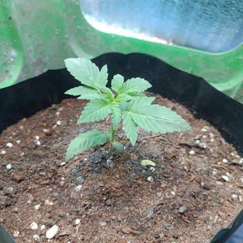 Easy Ryder growlog timeline photo