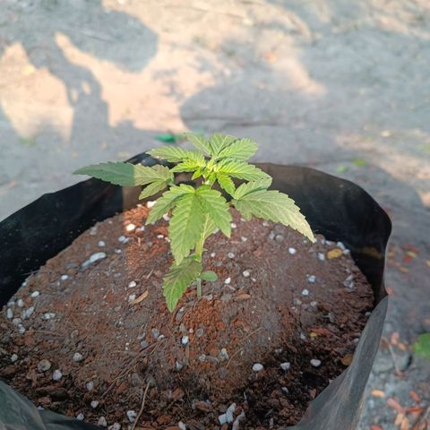 Easy Ryder growlog timeline photo