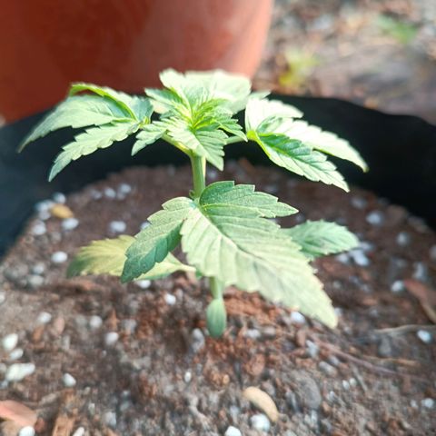 Easy Ryder growlog timeline photo