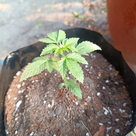 Easy Ryder growlog timeline photo