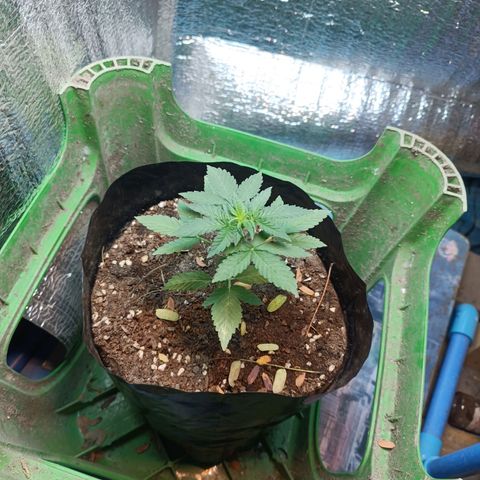Easy Ryder growlog timeline photo