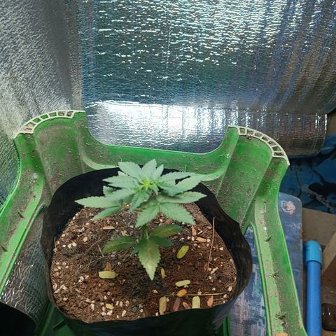 Easy Ryder growlog timeline photo