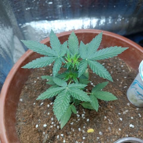 Easy Ryder growlog timeline photo