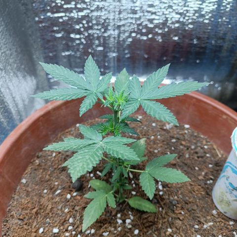 Easy Ryder growlog timeline photo
