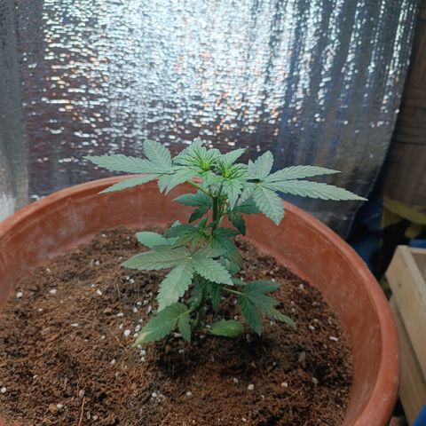 Easy Ryder growlog timeline photo