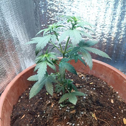 Easy Ryder growlog timeline photo