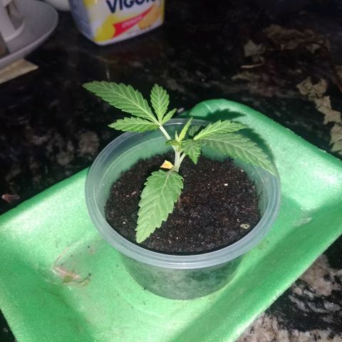 Genética desconhecida growlog timeline photo