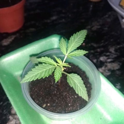 Genética desconhecida growlog timeline photo