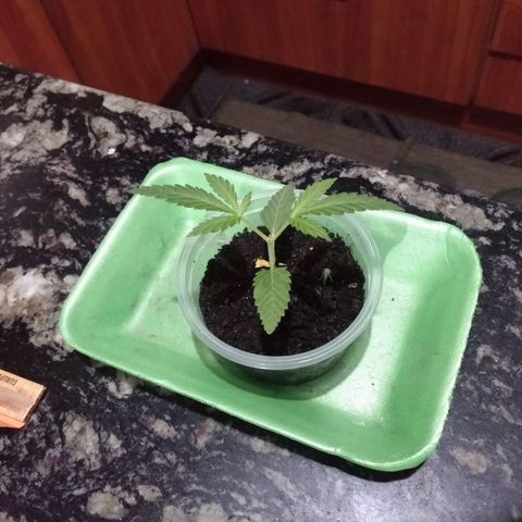 Genética desconhecida growlog timeline photo