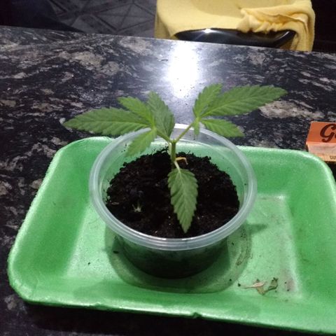Genética desconhecida growlog timeline photo