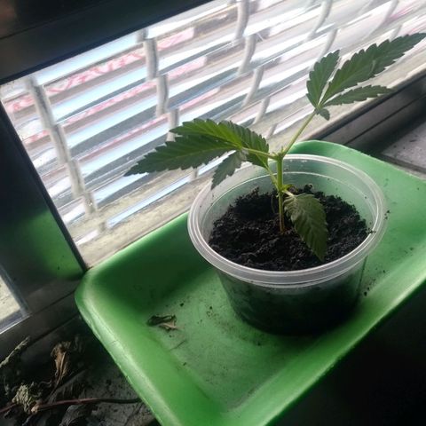 Genética desconhecida growlog timeline photo