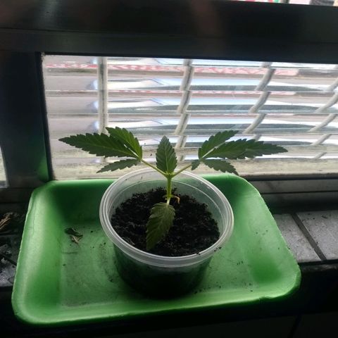 Genética desconhecida growlog timeline photo