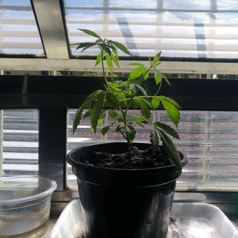 Genética desconhecida growlog timeline photo