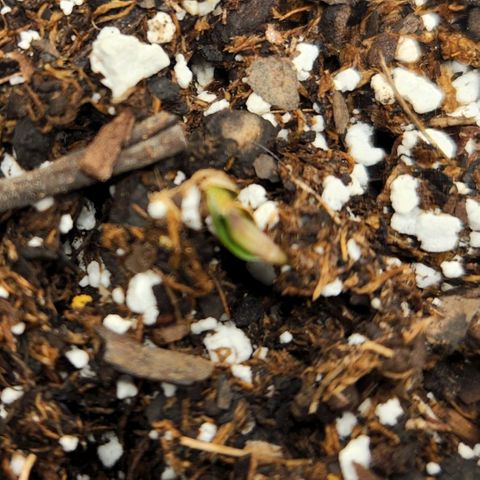 Cici growlog photo: Emerging from the soil. I think she is going to be a pretty girl.
