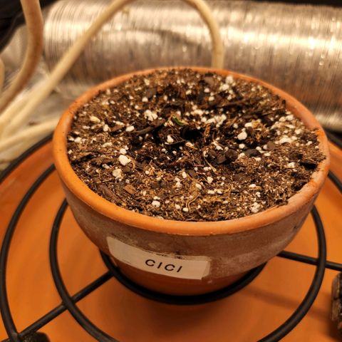 Cici growlog photo: Emerging from the soil. I think she is going to be a pretty girl.