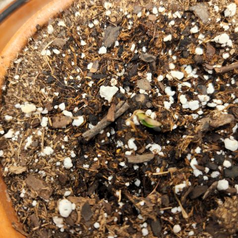 Cici growlog timeline photo