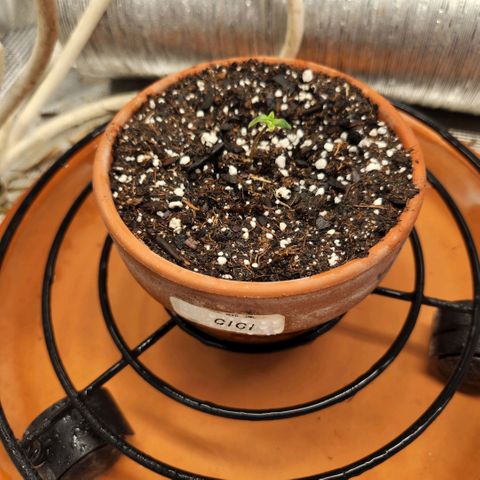 Cici growlog photo: Now she's a seedling!
