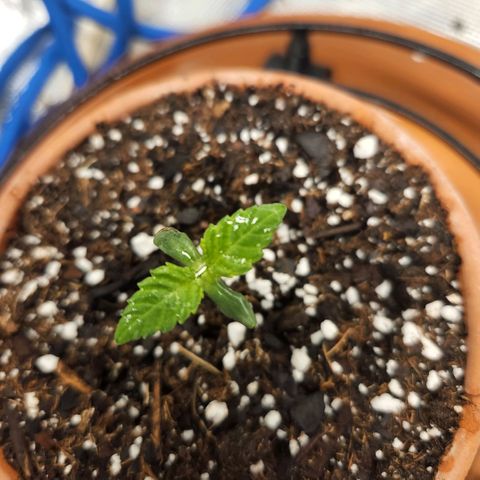 Cici growlog photo: Under the water drops there are a couple of teeny tiny new leaves.