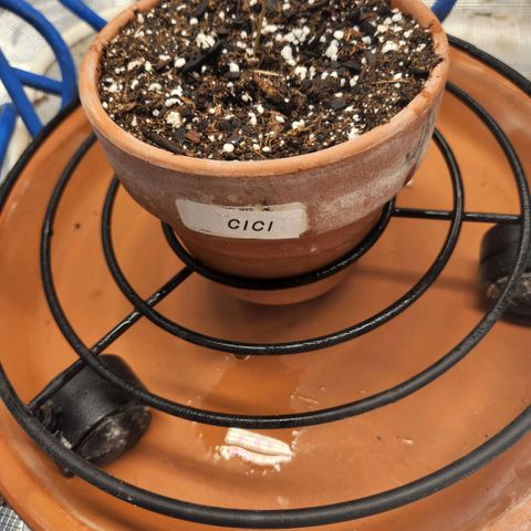 Cici growlog photo: Under the water drops there are a couple of teeny tiny new leaves.