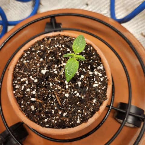 Cici growlog timeline photo