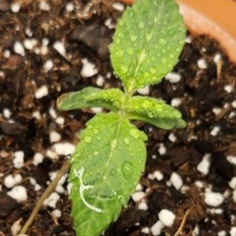 Cici growlog timeline photo