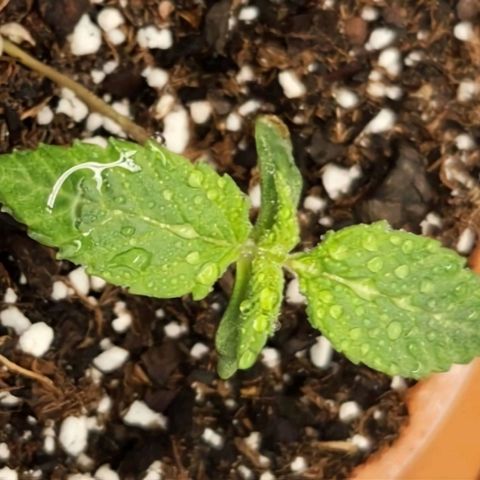 Cici growlog timeline photo