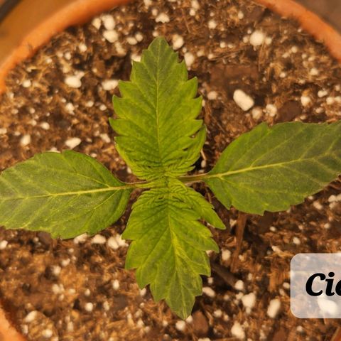 Cici growlog timeline photo