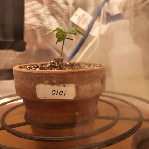 Cici growlog timeline photo