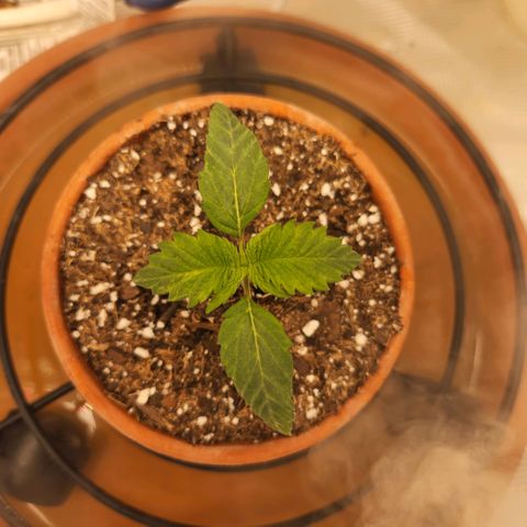 Cici growlog timeline photo