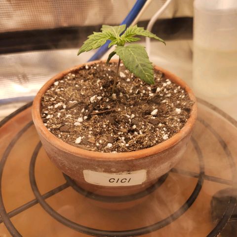 Cici growlog timeline photo