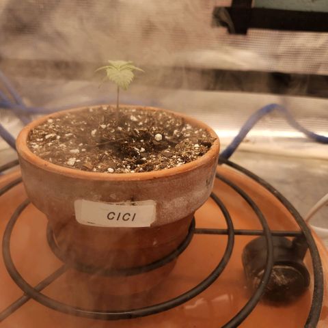 Cici growlog timeline photo